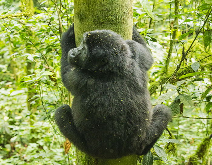 1 Day Volcanoes Gorilla Trek