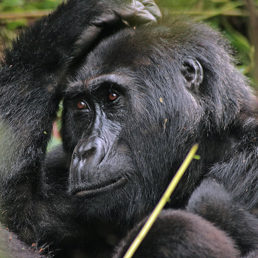 2 Days Gorillas in Uganda