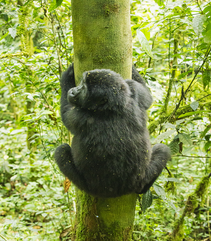 All gorilla trips - Rwanda and Uganda