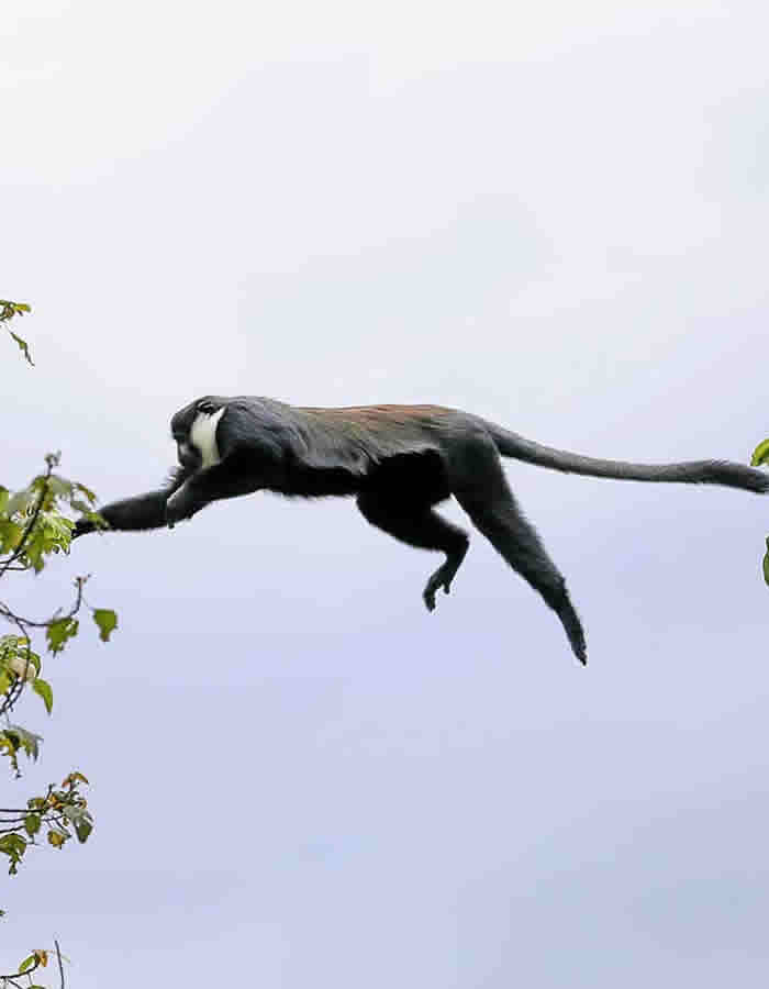 Black and white colobus in Bwindi forest