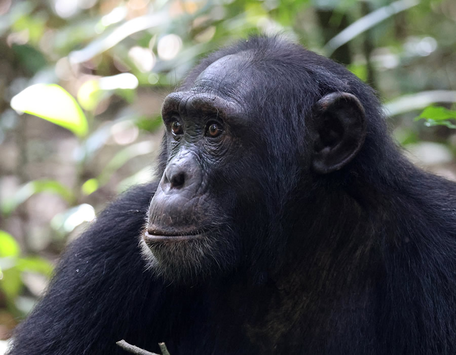 Chimpanzee safaris in Kibale National Park