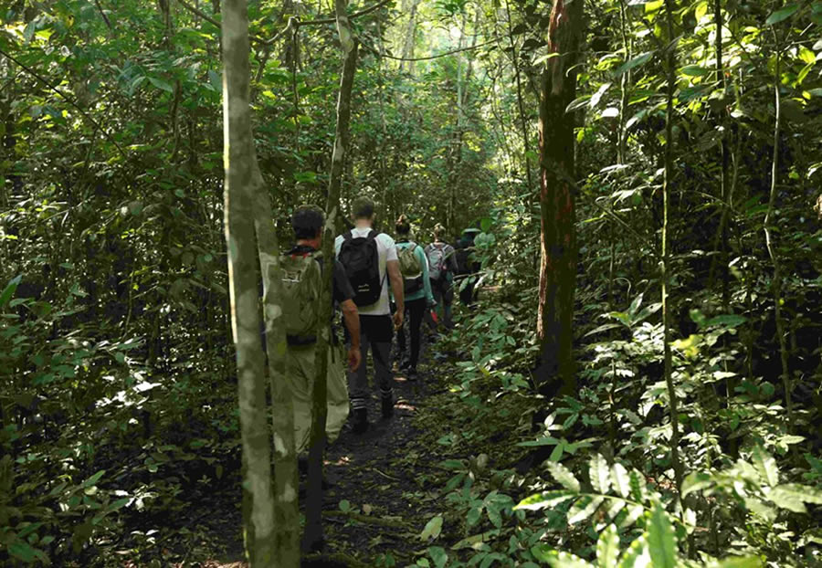 Gorilla Trek in Ruhija