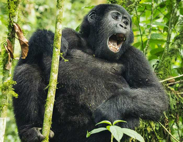 Gorilla Tours — Uganda and Rwanda