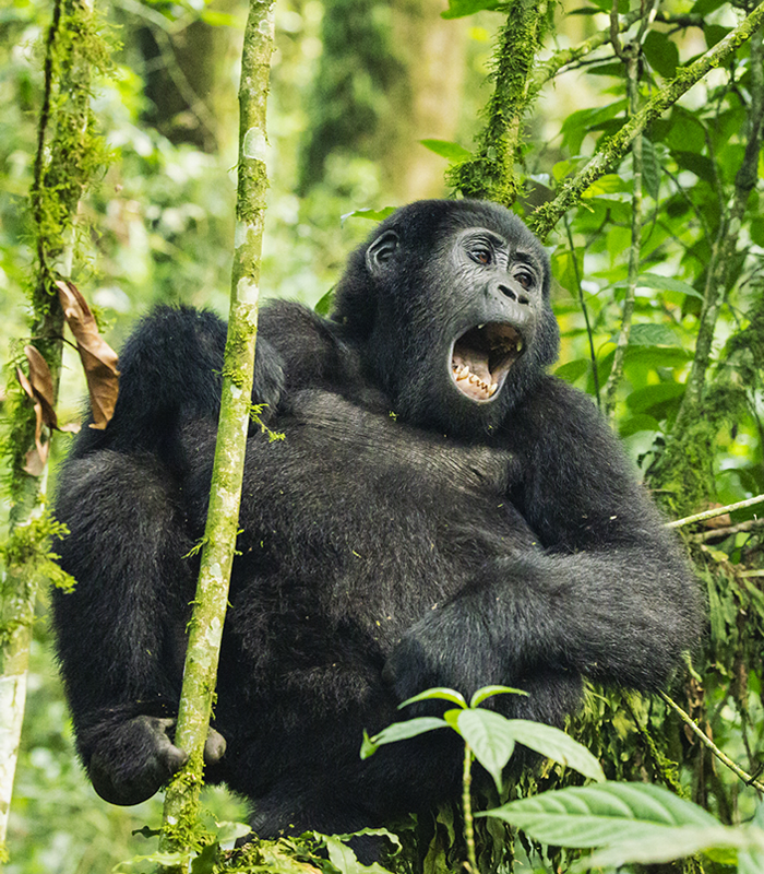 Mountain Gorilla Trekking Safaris in Uganda