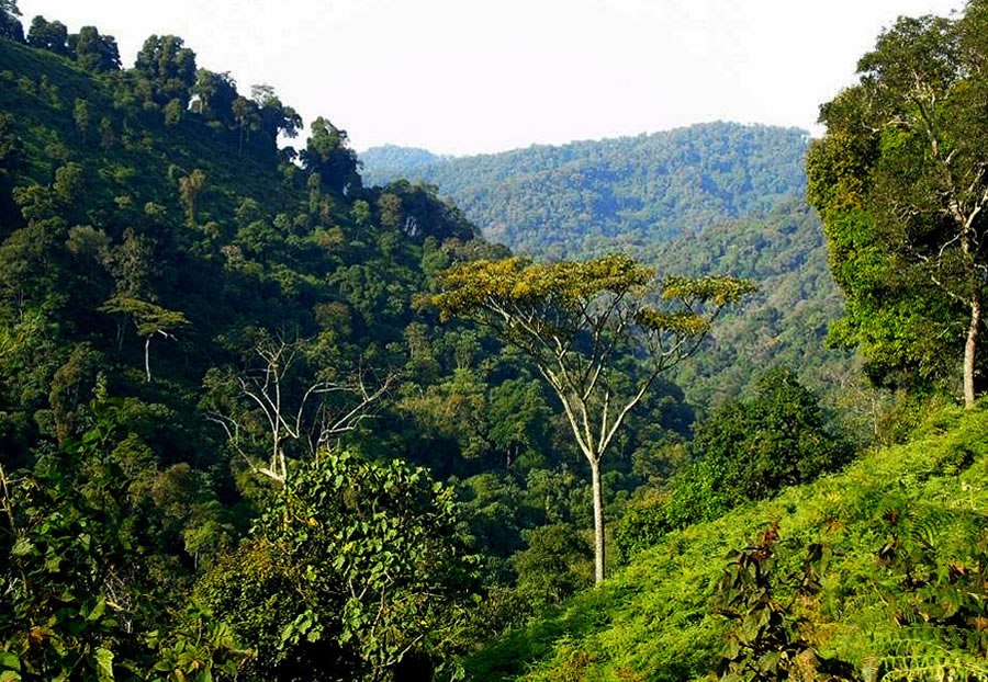 Nkuringo Section - Bwindi Forest