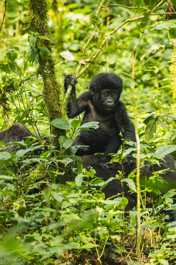 Rwanda gorilla safaris