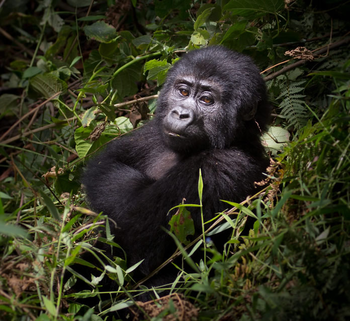 Uganda Mountain Gorillas
