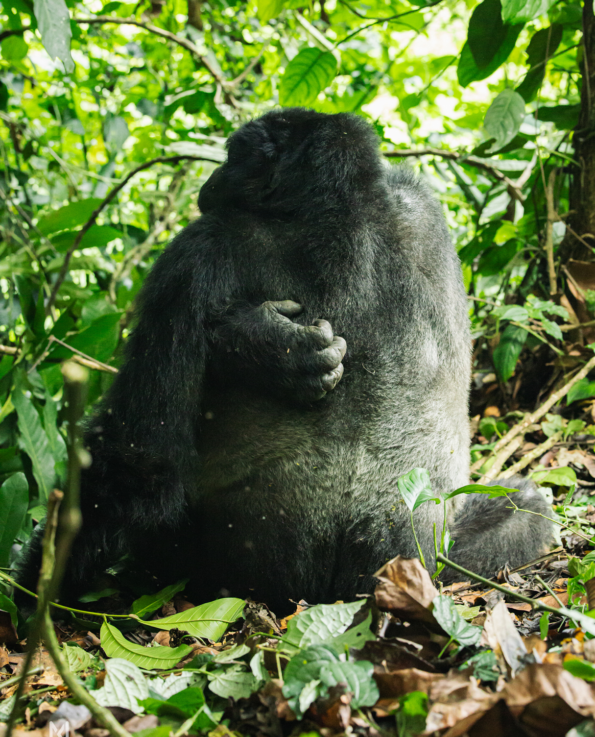 about mountain gorillas
