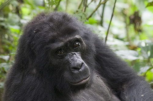 5 Days Double Gorilla Trekking Bwindi
