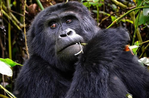 5-Days-Rwanda-Gorilla-Trekking-Safaris