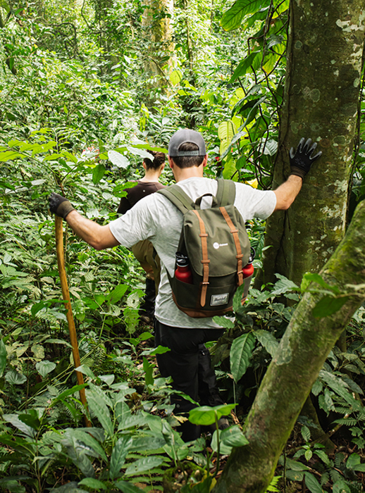 Bwindi Gorilla habituation Experience