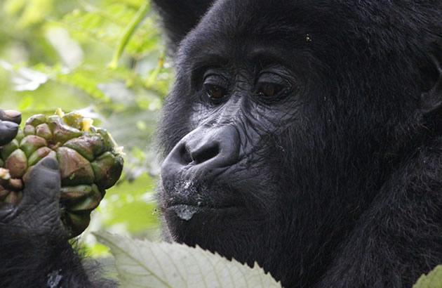 Gorilla Trekking Bwindi Forest