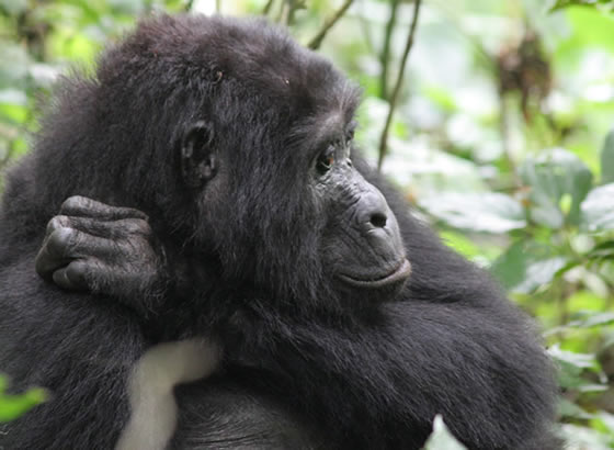 Gorilla-trekking-in-Rwanda