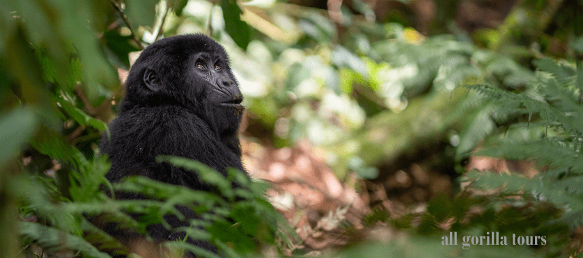 Mountain Gorilla Trekking Safaris
